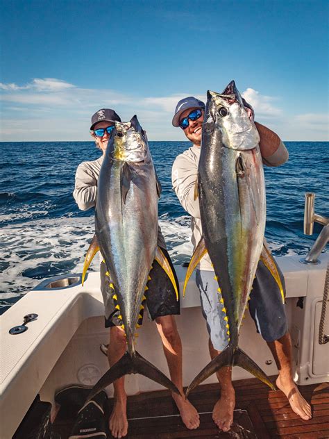 Yellowfin Tuna Fishing in Sydney .